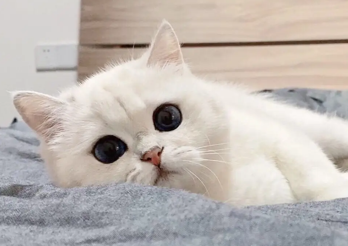 猫咪会来月经吗流血吗
