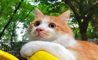 雨天公猫丢了还能回来吗