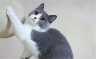 英短猫寿命一般多少年