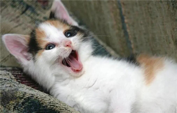排位为什么不让选猫咪呢