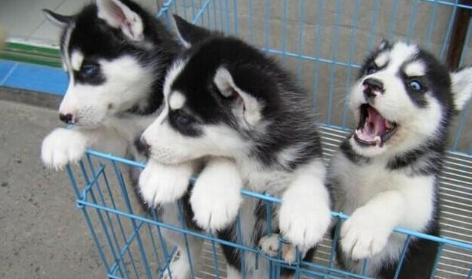 哈士奇犬舍哪个好