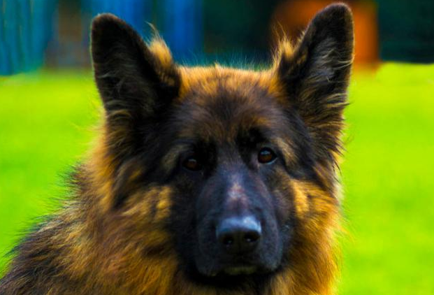 养德国牧羊犬确实太幸福！一辈子都不容易后悔莫及