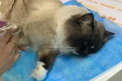 宠物医院公猫绝育价格 宠物医院公猫绝育价格