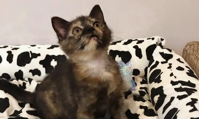 为什么玳瑁猫咪那么丑呢