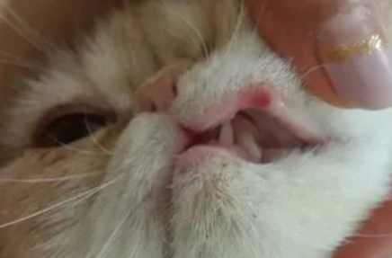 猫咪唇部出现溃疡和红肿是什么情况？