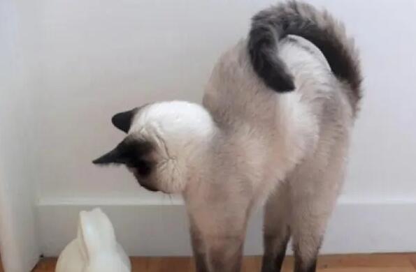 猫咪出门为什么尾巴翘很高呢