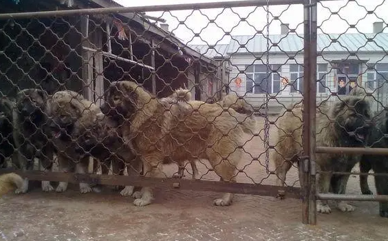 大型肉狗养殖基地-宠物网