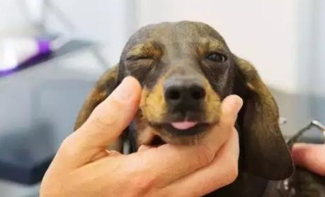 狗狗肺炎有什么症状？
