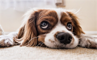 什么是犬冠状病毒感染？犬冠状病毒感染的症状及防治方法