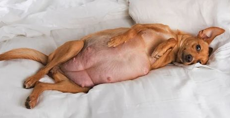 狗狗怀孕周期有多久？