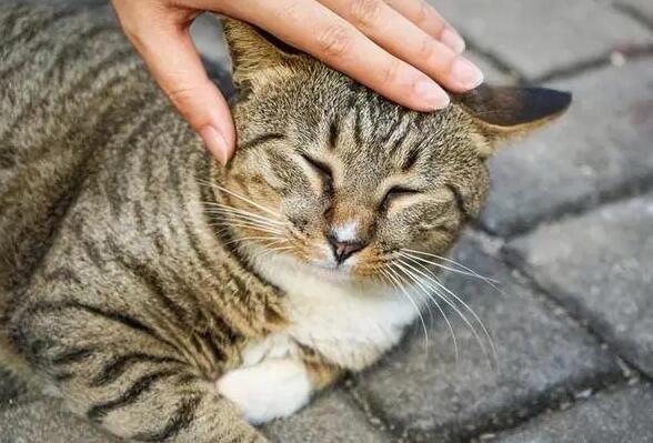 猫咪偶尔头打颤是为什么呢