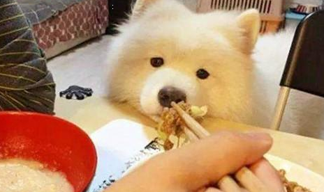 萨摩耶用哪种毛发会膨松,萨摩耶洗澡用哪种毛蓬蓬? 萨摩耶用哪种毛发会膨松,萨摩耶洗澡用哪种毛蓬蓬?