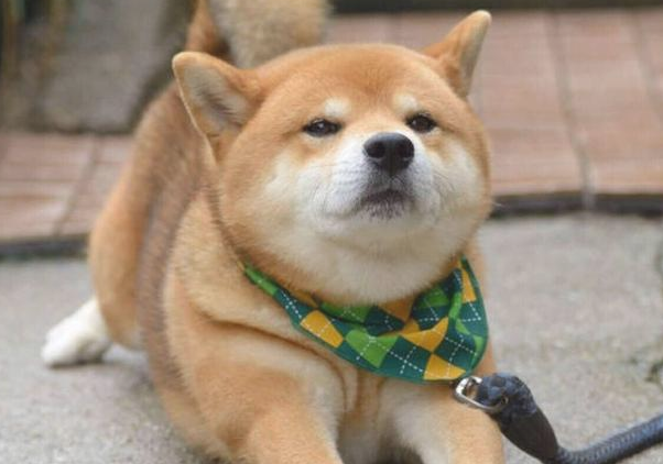 谁也不知道,你的狗狗有多爱你! 谁也不知道,你的狗狗有多爱你!