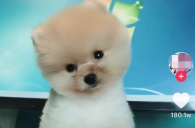 抖音仔仔狗狗是什么狗种