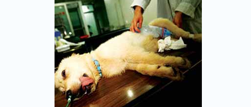 狗狗得了心肌炎怎么办？犬心肌炎治疗方法是什么？