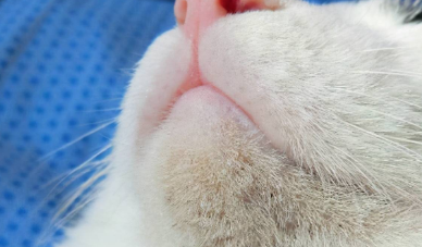 猫咪黑下巴会自愈好吗？