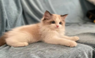 布偶猫手套色1000值吗