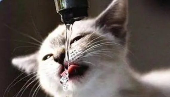 猫咪中暑时的症状及处理方法