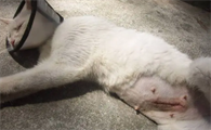 母猫绝育后疼痛会维持多久呢