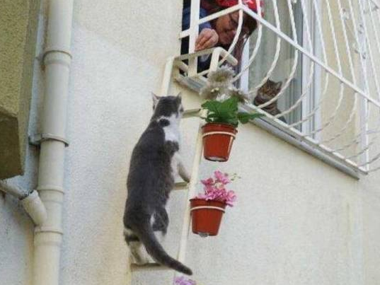 防盗窗外的花式楼梯，原来是给猫咪准备的