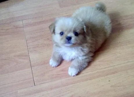 几个月不算幼犬