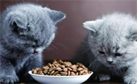 没猫粮了可以喂什么给猫，不知道的看过来！
