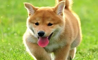狗狗下崽前为什么会吐舌头