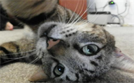 猫能看懂自己的照片吗?今天我们来看看!