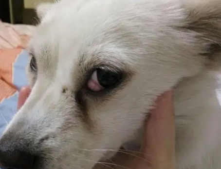 狗狗整个眼睛眼白部分