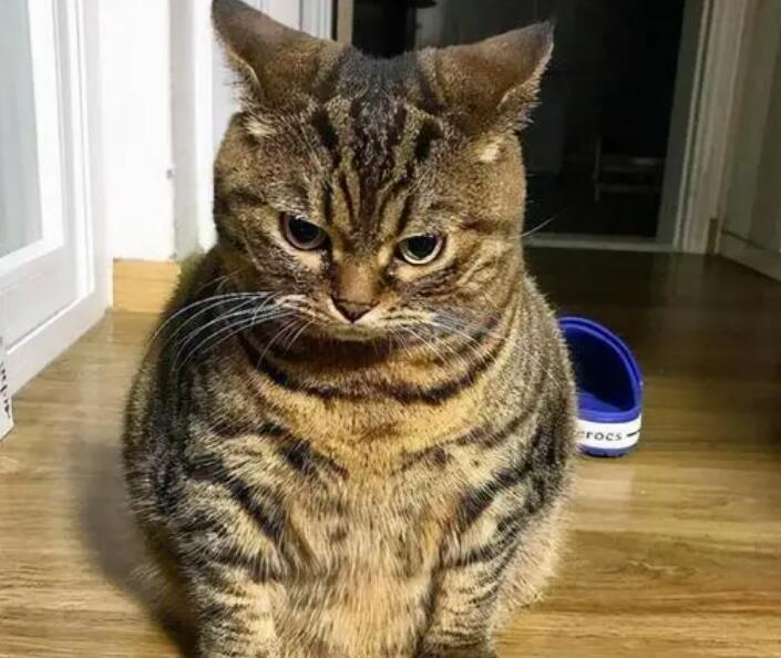 为什么我的猫总是在摇头？可能是生病了