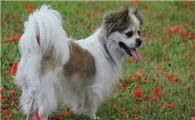 杂交蝴蝶犬的优缺点