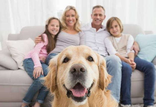 这6种优异的“优选伴侣犬”，你最要想养哪一种？