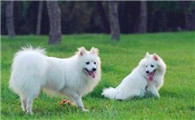 银狐犬一天拉十几次尿是尿频吗?要重视