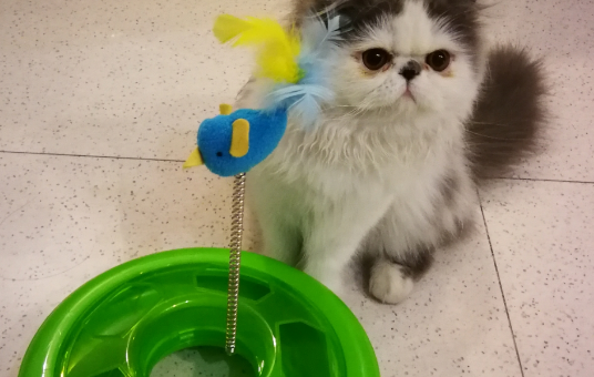 pawise猫玩具怎么样