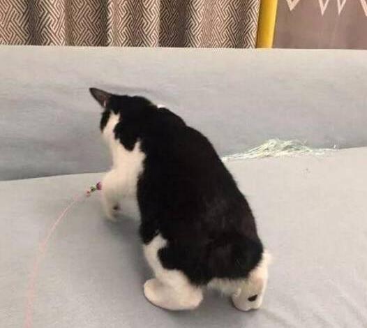 土著猫并没啥优势，奶牛猫一到，土著猫除了会怼主人，啥也不会 