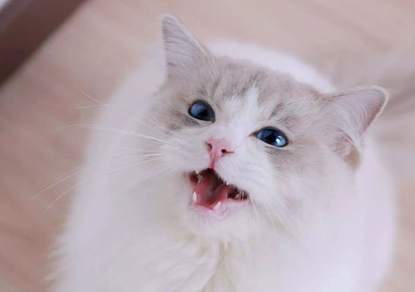猫咪的肉垫为何不能碰? 猫咪的肉垫为何不能碰?
