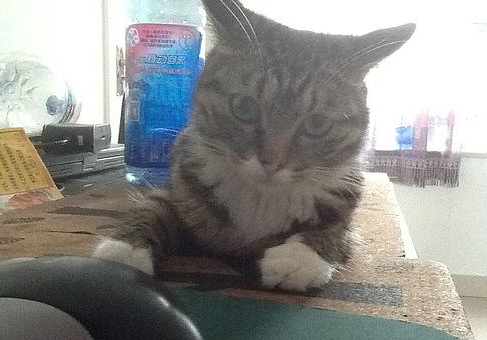 猫咪的发情时间以及持续的时间是多久? 猫咪的发情时间以及持续的时间是多久?