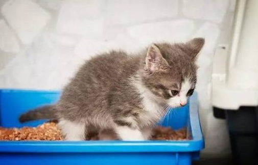猫咪有时候会突然掉一粒屎
