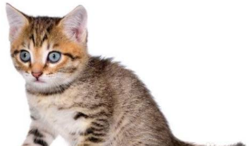 猫咪视力会下降吗 猫咪视力会下降吗