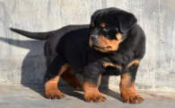 罗威纳市场价值多少钱 幼犬图片