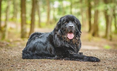 纽芬兰犬怎么养？