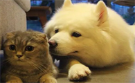 猫猫为什么没有狗狗活泼啊