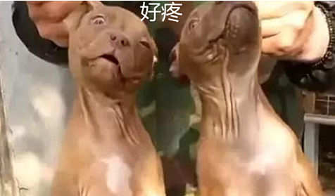 男子手里拎着2条狗，凑近后觉得愤怒：怎么下得去手？