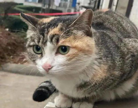 猫咪玩耍爱攻击 预防绝招教给你(图1)