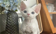 德文卷毛猫自身缺陷