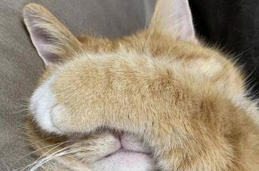 把猫眼睛蒙住它就不动了吗