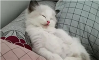 猫咪睡着为什么就动来动去