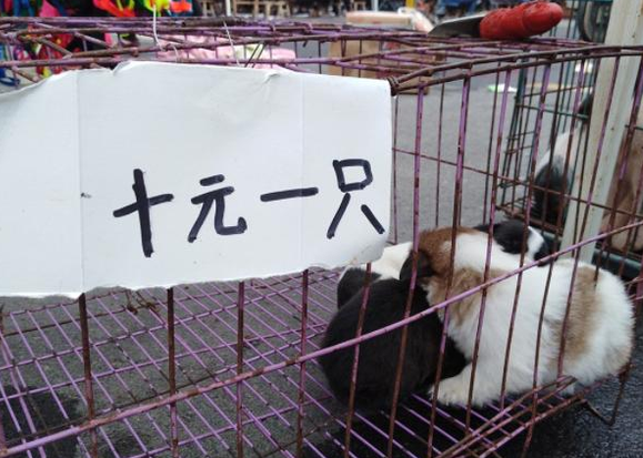 怎样在狗市，绕开“星期狗”？教你几个方法！
