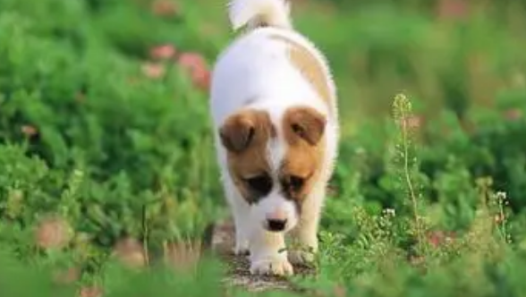训练时怎样奖励狗狗？答案在这