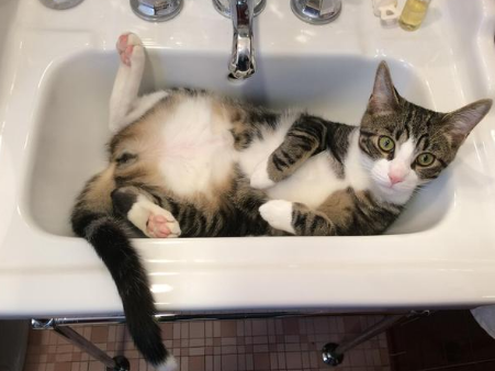 猫咪怀孕了为什么要洗澡呢